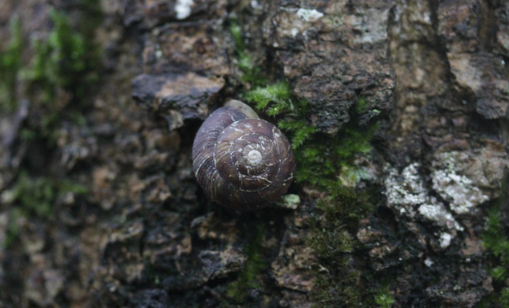 Snail, unidentified, September 2016