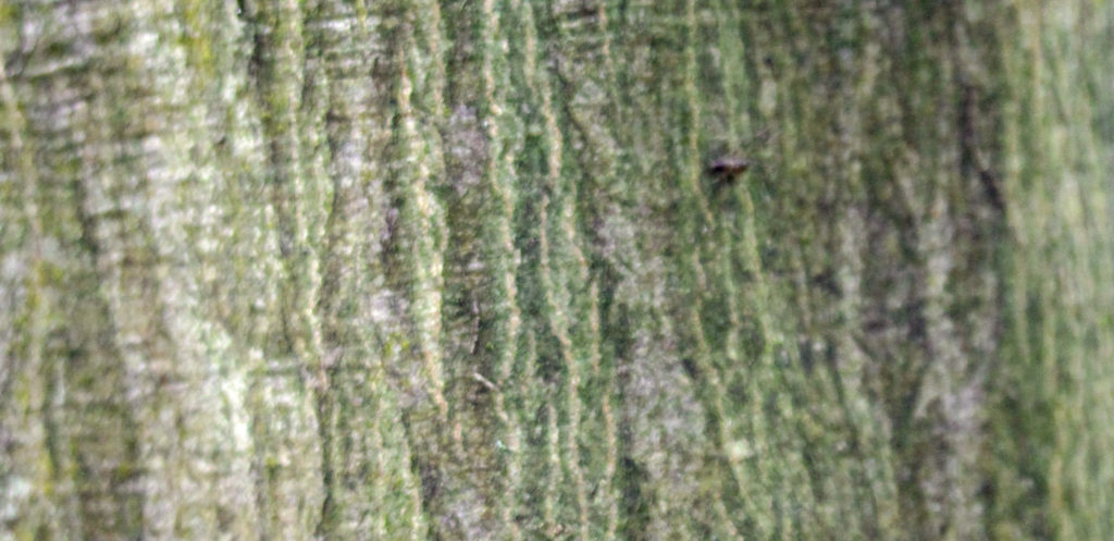 Trees, Beech, October 2016