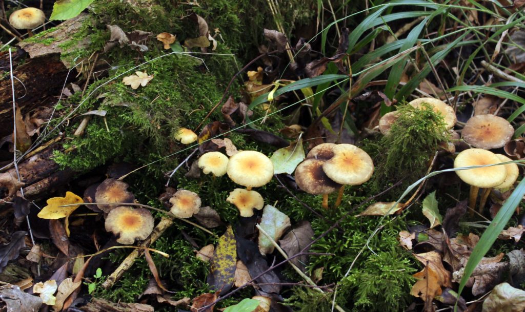 Fungi, Sulphur Tuft, November 2016