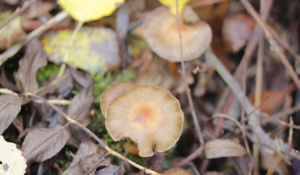 Fungi, Birch Knight, provisional identification, 20161108