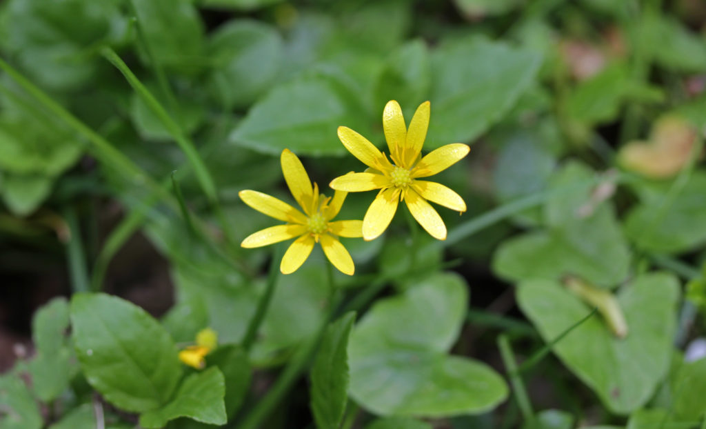 Plants, Lesser Celandine, April 2017