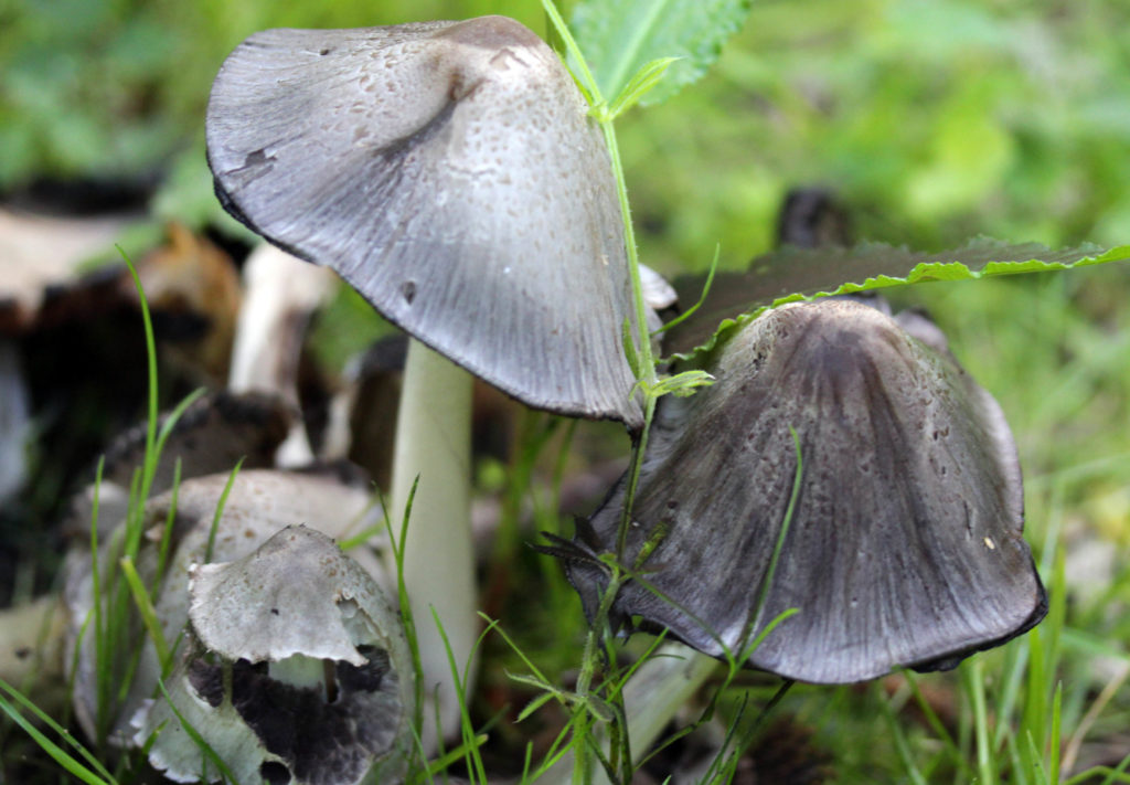 Fungi, Common Inkcap, provisional identification, May 2017