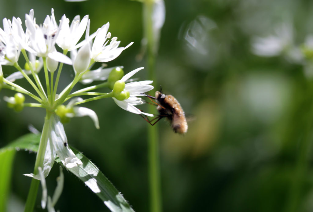 Insects, Bee Fly, May 2017