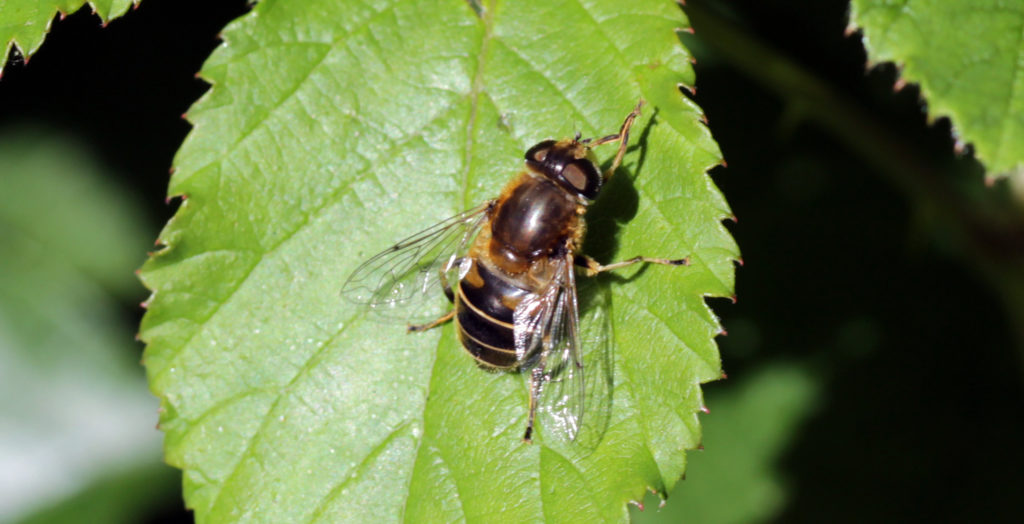 Insects, Tapered drone fly, provisional identification, June 2017