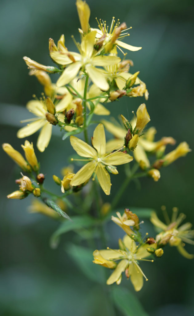 Flowers, St John's Wort, July 2017