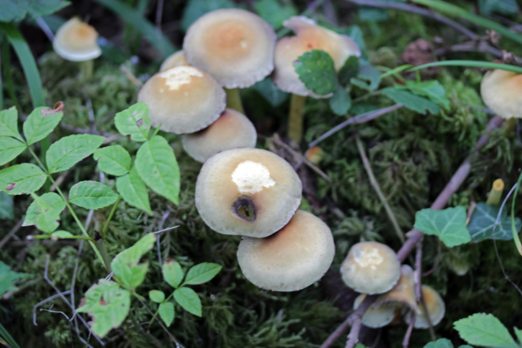 Fungi, Sulphur Tuft, August 2017