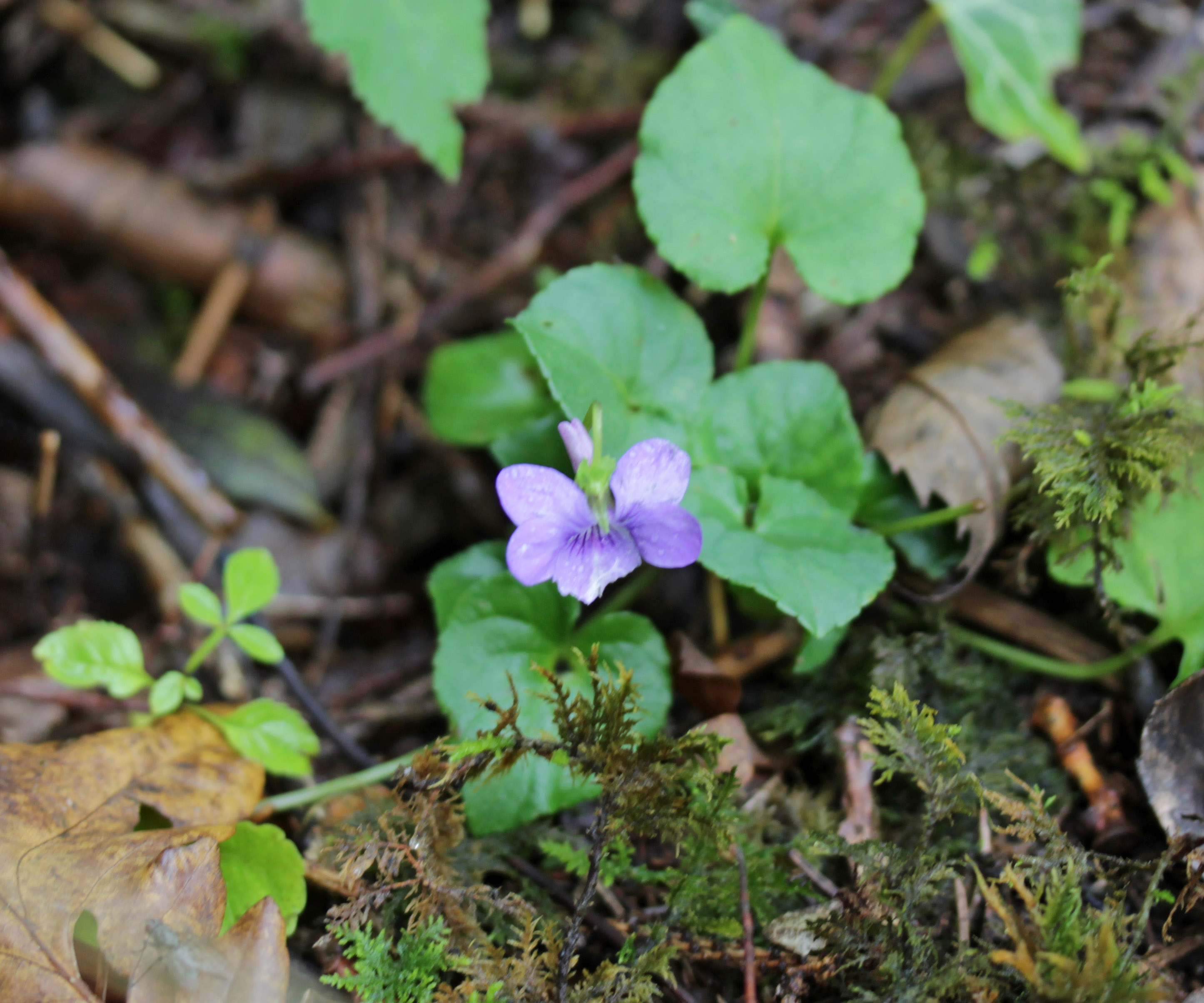 Flowers, Common Dog-violet, October 2017