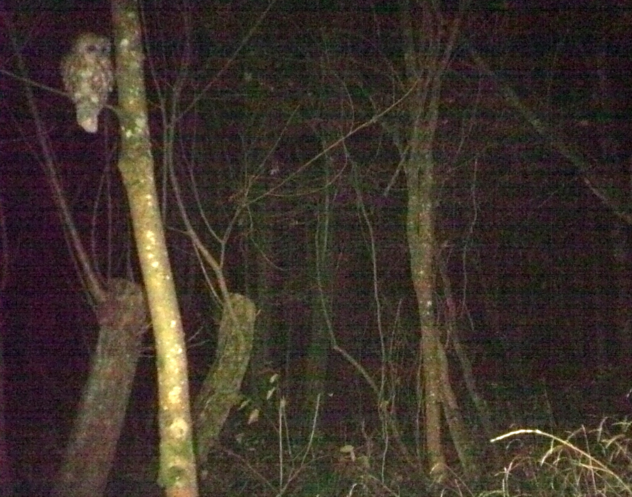 Birds, Tawny Owl, provisional identification, November 2017