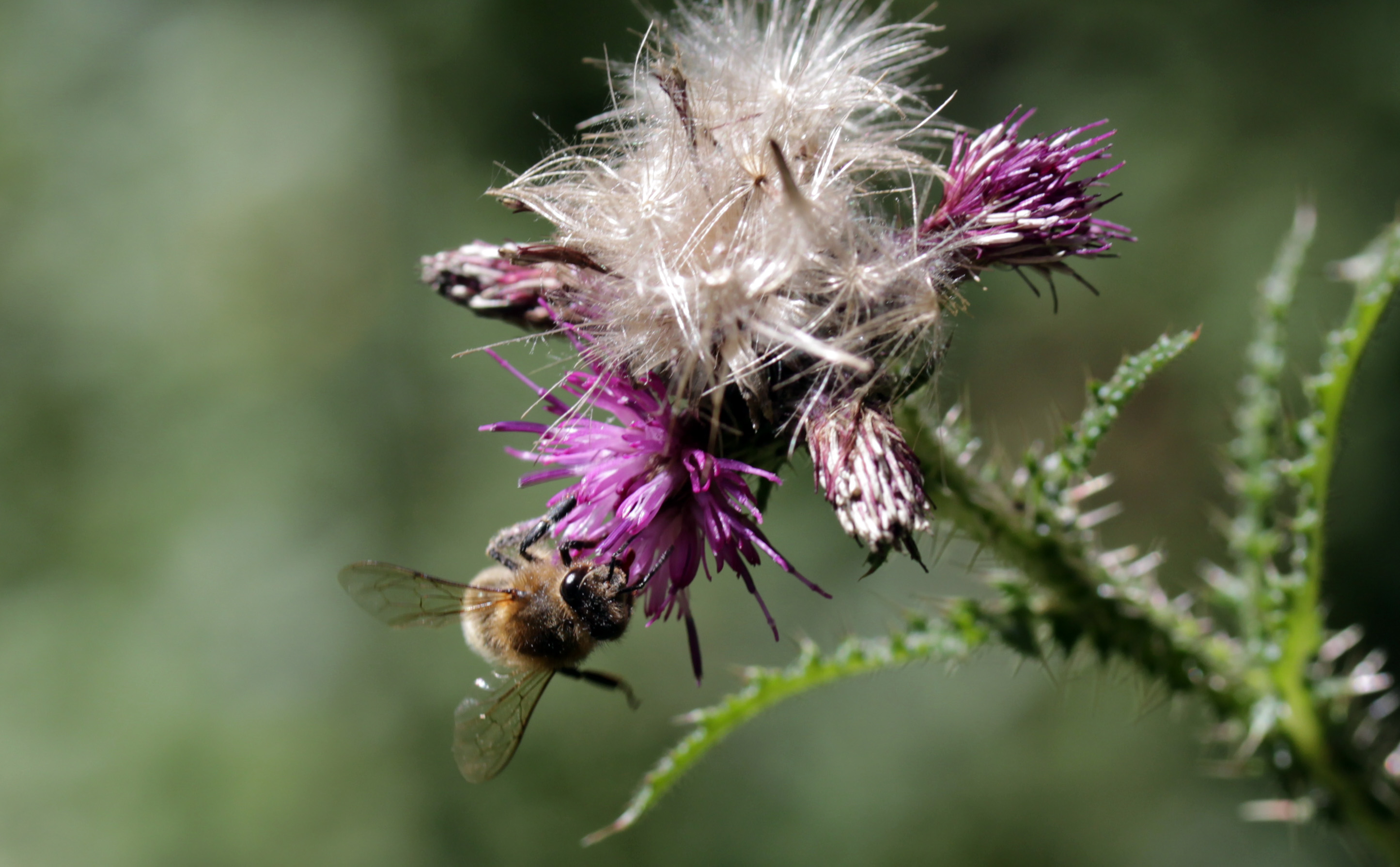 Insects, Honey Bee, August 2018