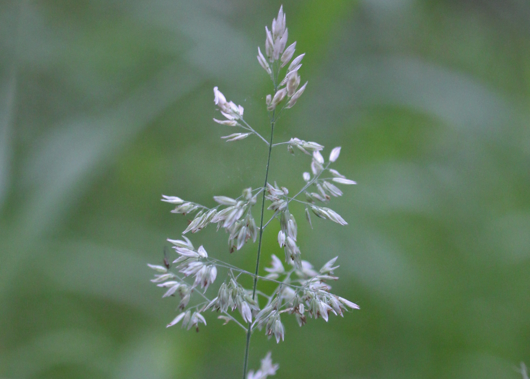 Grass, Rough Meadow-Grass, provisional identification, July 2019