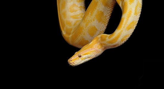 yellow snake