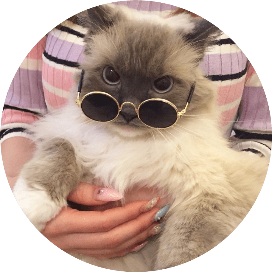 tumblr aesthetic cat kitty fluffy cataesthetic cats...