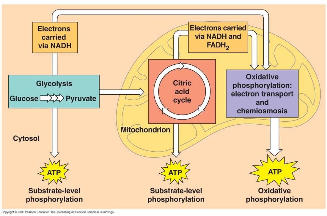 Cellular respiration - starr biology teks