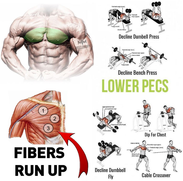 LOWER PECS EXERCISES GUIDE