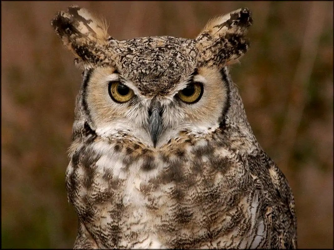 Great Horned Owl Photos, Diagrams & Topos SummitPost