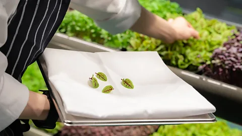 A person harvesting small leaves, placing them on a white napkin (Credit: Australia Greenspace)