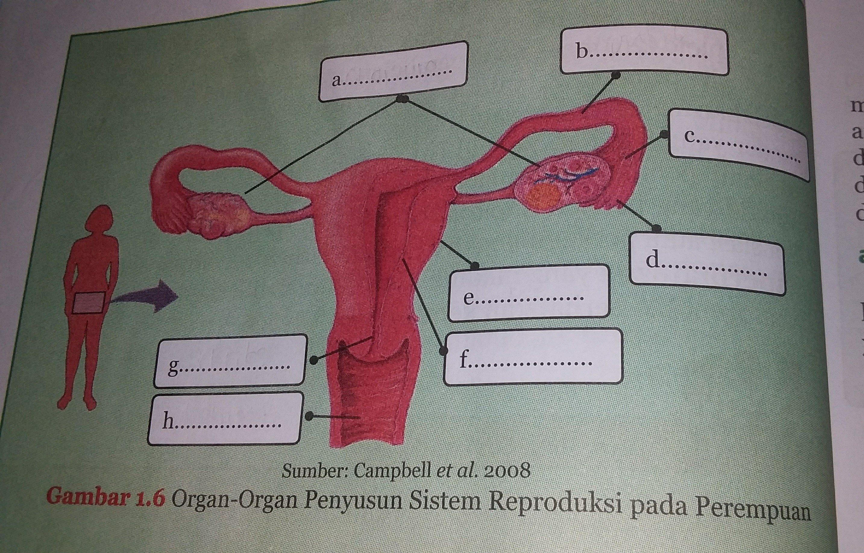 Gambar Sistem Reproduksi Perempuan - Homecare24