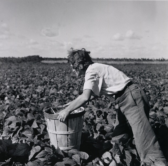 Marion Post Wolcott, A woman from New Jersey picking beans. Hampers are heavy and must be moved along as one picks. Homestead, Florida, 1939, printed later, gelatin silver print, Smithsonian American Art Museum, Gift of Dr. John H. and Jann Arrington Wolcott, 1998.120.46