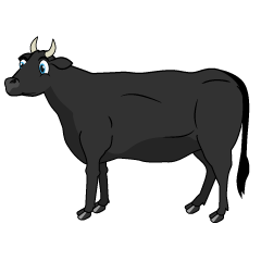 Black Cattle