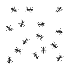 Lots of Ant