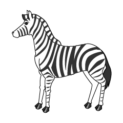 Zebra