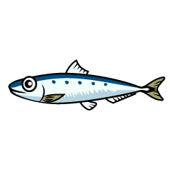 Sardine