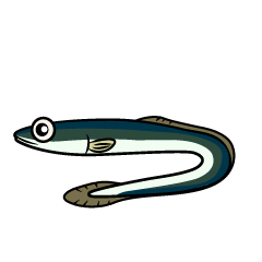 Eel