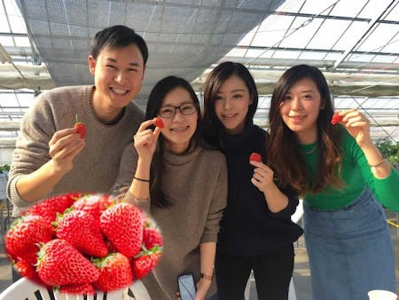 Strawberry Picking and Tea Time