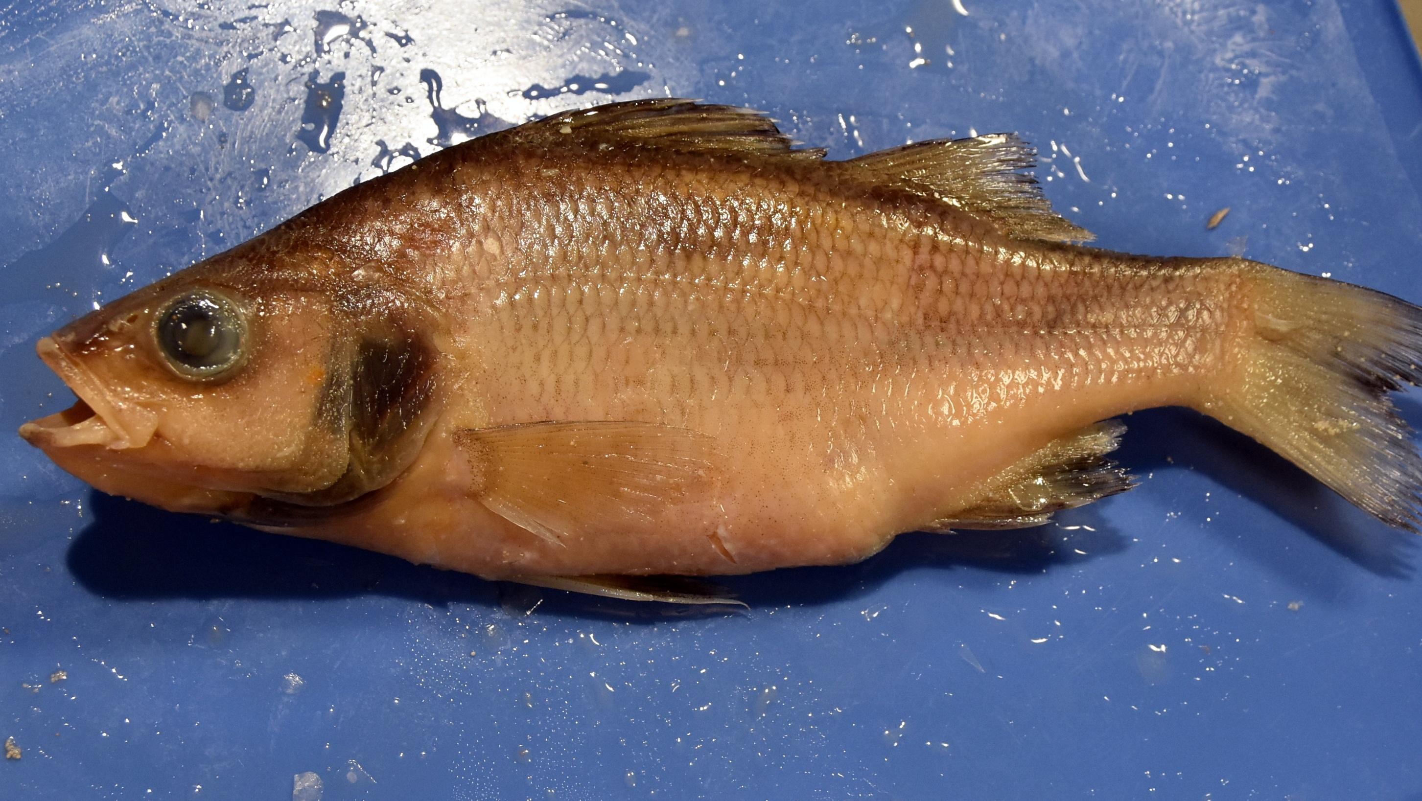 Perch Dissection Dissection Biology Resources Biology Labs - Gambaran