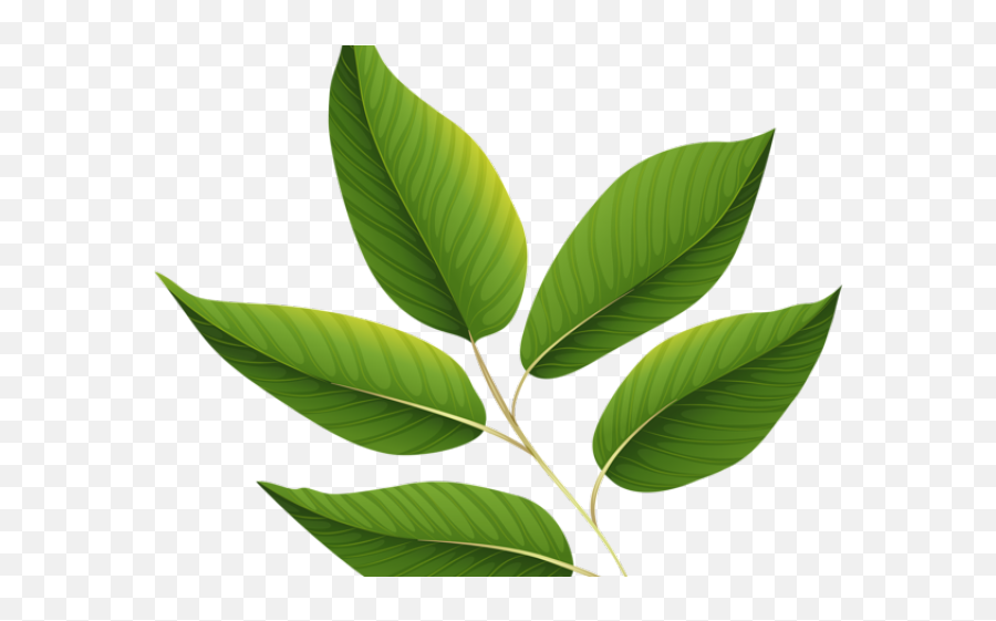 Green Leaves Clipart Jungle Leaf - Transparent Background Leaf Clipart Png,Leaf  Transparent Background - free transparent png images 