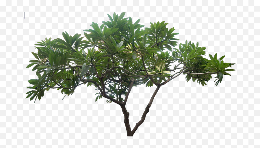 Jungle Tree Picture Hq Png Image - Transparent Jungle Trees Png,Jungle Png  - free transparent png images 