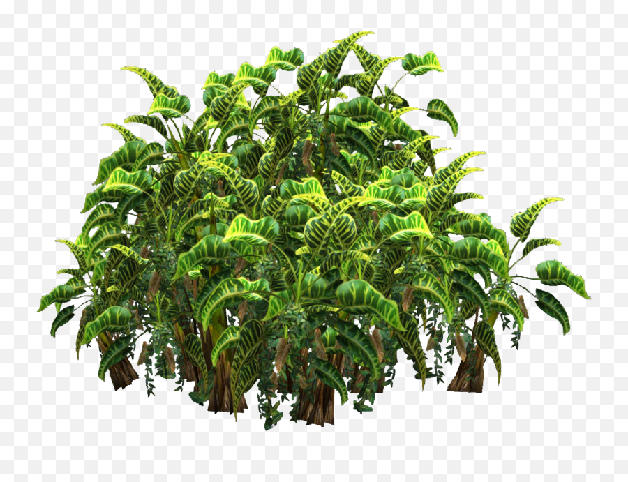 Plants Png Transparent Top View - Transparent Jungle Plants Png,Plant  Transparent Background - free transparent png images 