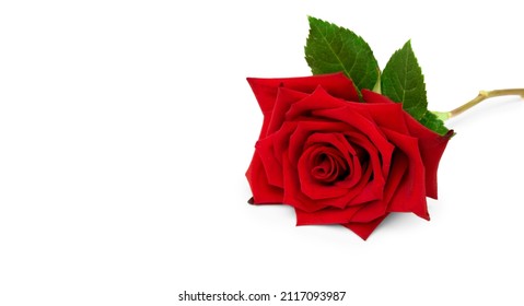 Elegant Red rose flower closeup. Beautiful single red rose flower with leaves isolated lies on white background. Natural design element, template to Valentines Day, mothers day, birthday