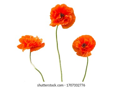 Poppy flowers isolated on white background