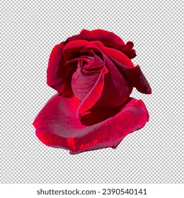 Red bud rose isolated on png background for Valentine's day romantic concept.