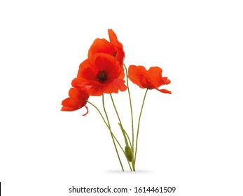 Red Poppies Bloom Flower Isolated White Background