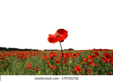 red poppy flowers in a field isolated on white background