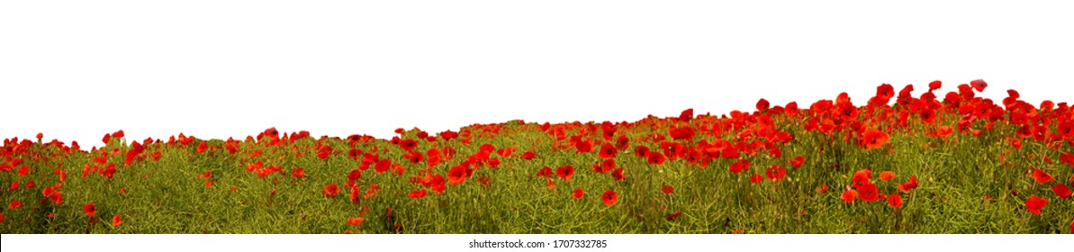 red poppy flowers in a field isolated on white background