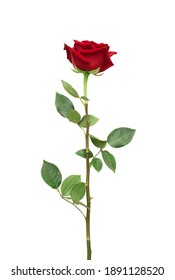 Red rose flower with clipping path, side view. Beautiful single red rose flower on stem with leaves isolated on white background. Naturе object for design to Valentines Day, mothers day, anniversary