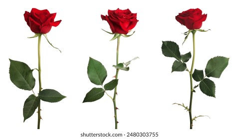 Red rose flower with clipping path, side view. Beautiful single red rose flower on stem with leaves isolated on white background. Naturе object for design to Valentines Day, mothers day, anniversary