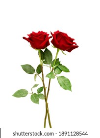 Red rose flowers with clipping path, side view. Beautiful two red roses flowers on stems with leaves isolated on white background. Naturе object for design to Valentines Day, mothers day, anniversary