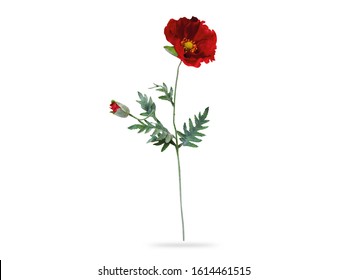 A Sprig Red Poppy Flower With Green Leaves Isolated White Background