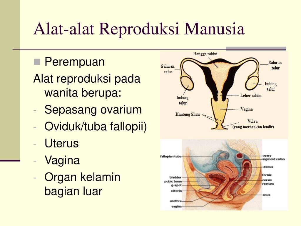 Organ Sistem Reproduksi - Homecare24