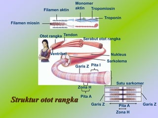 Struktur otot rangka
Monomer
aktin Tropomiosin
Troponin
Filamen aktin
Filamen miosin
Serabut otot rangka
Otot rangka Tendon
Ventrikel Nukleus
Sarkolema
Garis Z Pita I
Pita A
Zona H
Zona H
Pita A
Satu sarkomer
Garis Z Garis Z
 