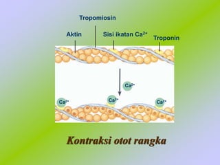 Kontraksi otot rangka
Aktin
Tropomiosin
Troponin
Ca2+
Ca2+
Ca2+
Ca2+
Sisi ikatan Ca2+
 