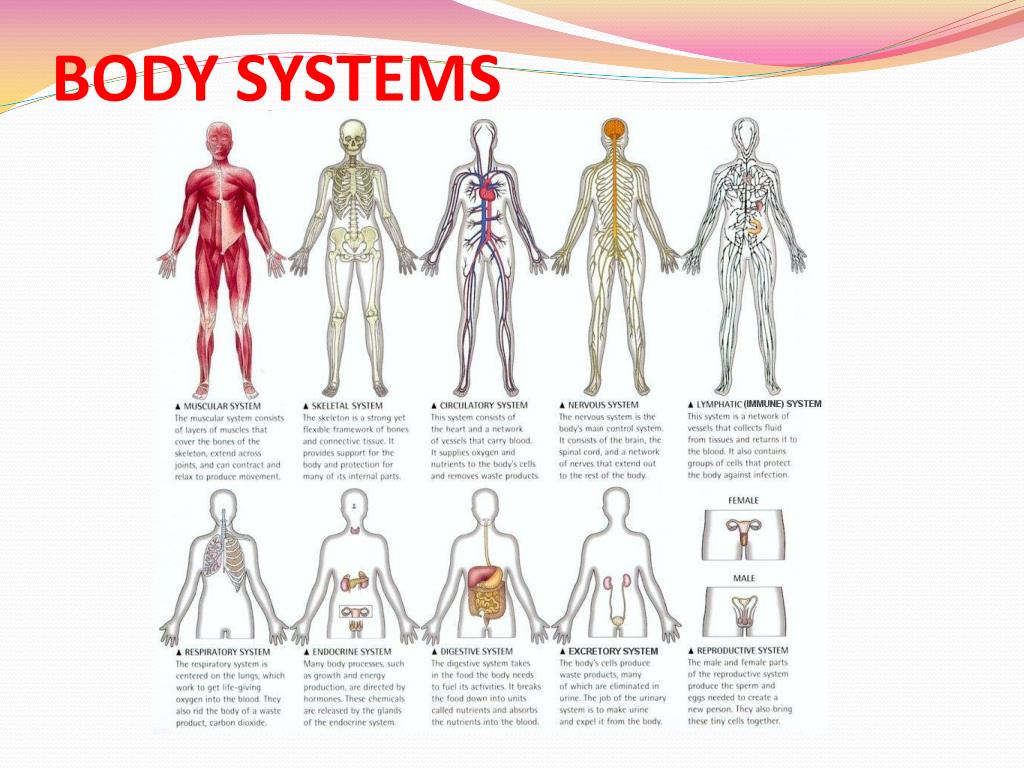 Diagram Of Human Body Systems