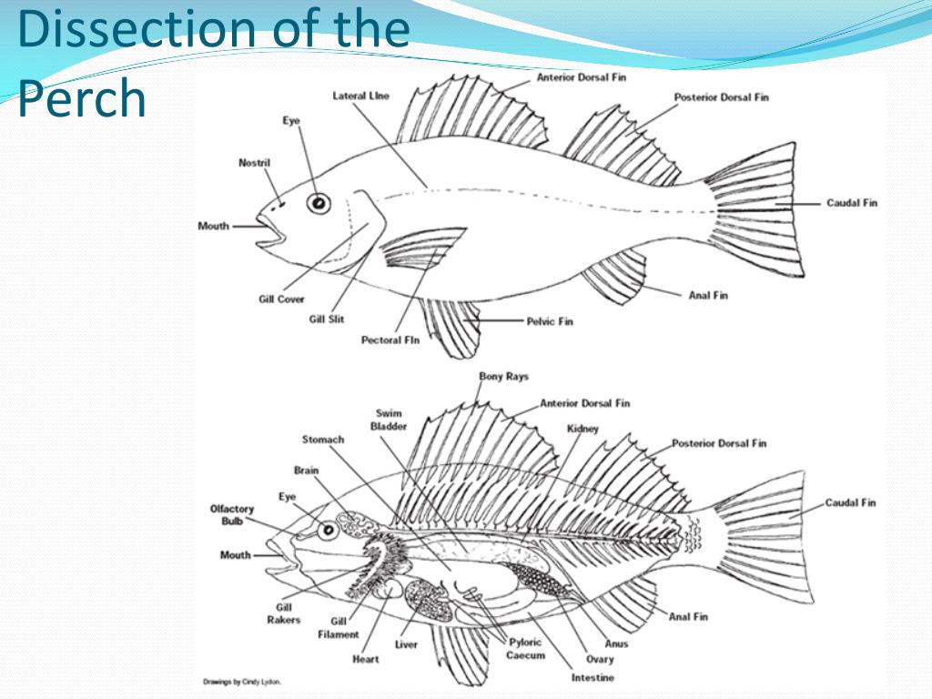 Diagram Of A Perch