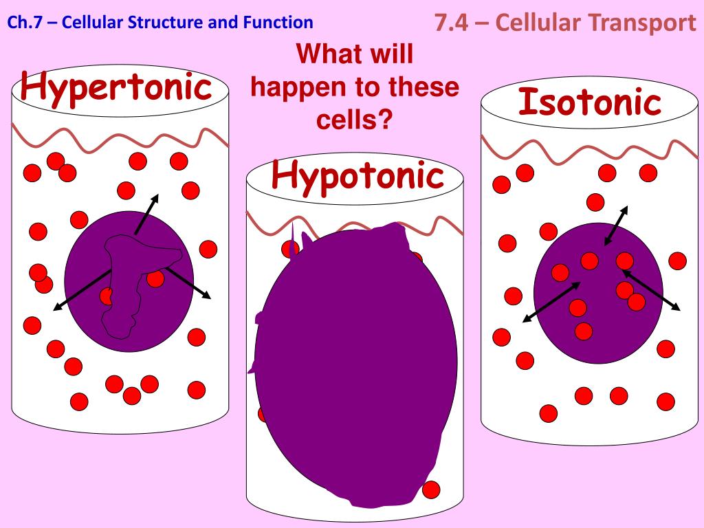 Hypertonic hypotonic isotonic simple diagrams - stormrep