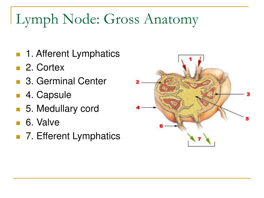 Lymphatic System Anatomy Overview Gross Anatomy Other - vrogue.co