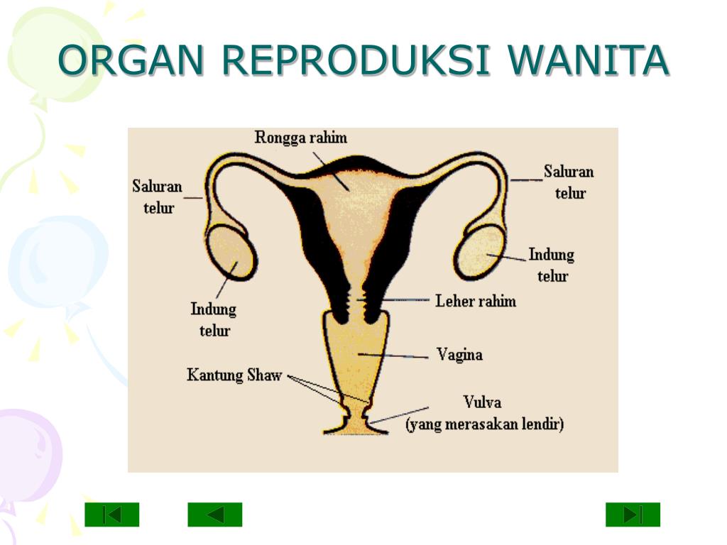 Struktur Organ Reproduksi Wanita